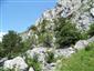 jašterica múrová (8.6.2013)